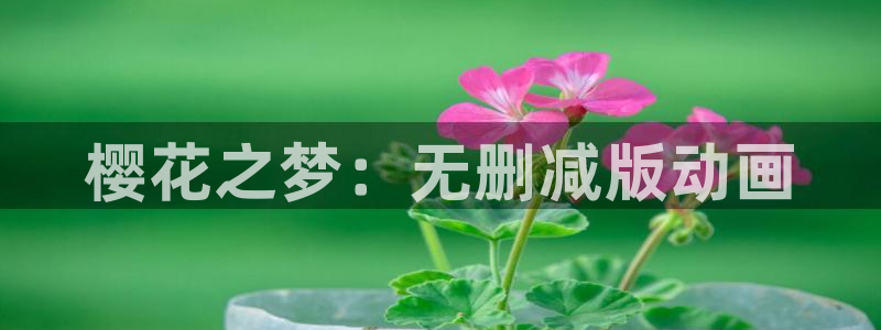 omofun漫画官网入口：樱花之梦：无删减版动画